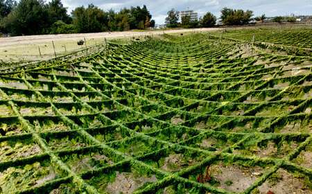 あおさ アーサ 沖縄県産 乾燥あおさ (15g×8袋入り)   BCDM001 海藻