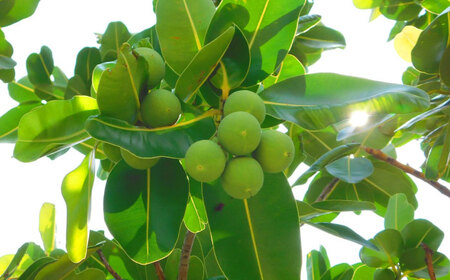 美容オイル Natural Essence TAMANU 沖縄県産タマヌオイル フローラルグリーンの香り 30ml (約90日分)  BCBJ004 化粧品