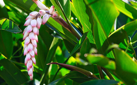 美容オイル Natural Essence TAMANU 沖縄県産タマヌインフューズドオイル 月桃 10ml (約30日分)  6000円 BCBJ005 化粧品