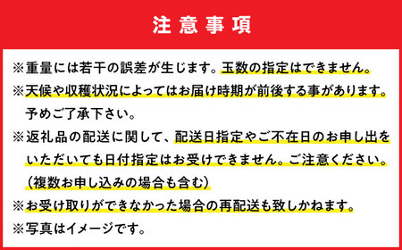 沖縄 マンゴー 【優秀賞受賞】完熟 贈答用 1kg (2-3玉) BCAN001 