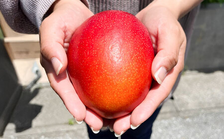 沖縄 マンゴー 【優秀賞受賞】完熟 贈答用 1kg (2-3玉) BCAN001 