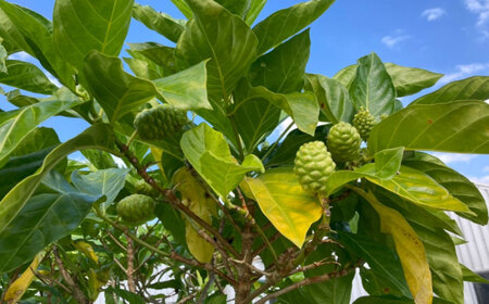 ノニジュース 沖縄県産ノニ100％使用『神寿 SHINJU』720ml×2本  BCBB002 ジュース