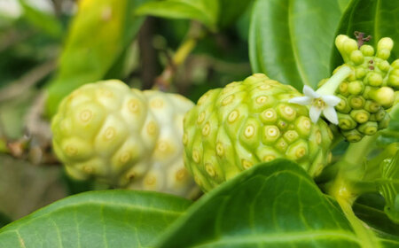 ノニジュース 沖縄県産ノニ100％使用『神寿 SHINJU』720ml×6本  BCBB004 ジュース