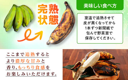 ムッチリ食感!沖縄県産アップルバナナ 1kg バナナ フルーツ 果物 無農薬 banana 沖縄市 / タカエス フルーツ&ベジタブル 10000円 BCBH003