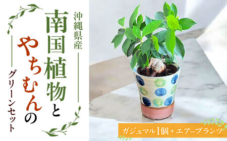 南国植物とやちむんのグリーンセット 観葉植物 エアープランツ インテリア 雑貨 小物 おしゃれ ナチュラル 沖縄市 / 草花屋ふれあい[BCDX001] 10,500円