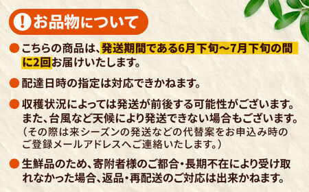 【全2回】太陽の恵み マンゴーご褒美便 (総計2kg) マンゴー 2026 沖縄 果物 フルーツ ギフト 沖縄市 / 仲村農園[BCZZ051]