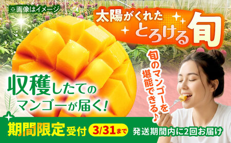 【全2回】太陽の恵み マンゴーご褒美便 (総4kg) マンゴー 2026 沖縄 果物 フルーツ ギフト 沖縄市 / 仲村農園[BCZZ053]