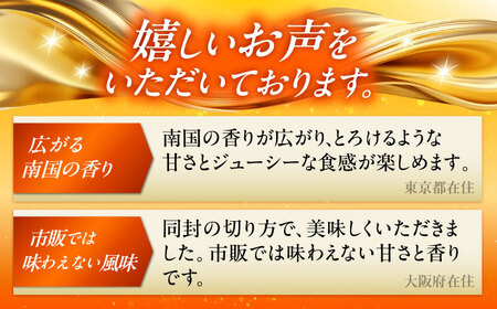 【全2回】太陽の恵み マンゴーご褒美便 (総4kg) マンゴー 2026 沖縄 果物 フルーツ ギフト 沖縄市 / 仲村農園[BCZZ053]