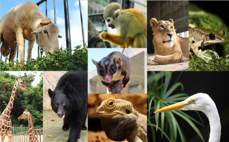 沖縄こどもの国ズージアム 年間パスポート（親子セット）【 体験 入場券 動物園 テーマパーク 年間パスポート 引換券 チケット 親子 大人1人 子供1人 動物 沖縄の動物 自然 遊び あそび 癒し いやし 贈答 贈り物 ギフト 沖縄 観光 沖縄こどもの国 】