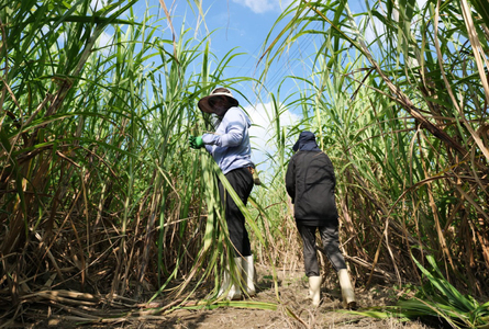 ウージ染め手染め三線胴巻き（ざわわてぃーがー） (AI003)