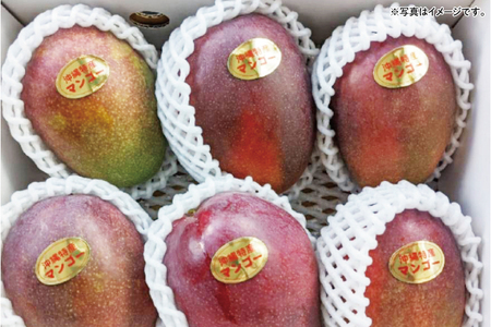 【2026年6月下旬より順次発送】沖縄県豊見城市産アップルマンゴー 約2kg｜マンゴー アップルマンゴー フルーツ くだもの 果物 先行予約 数量限定 おきなわ 沖縄 沖縄フルーツ 豊見城市(DJ001)