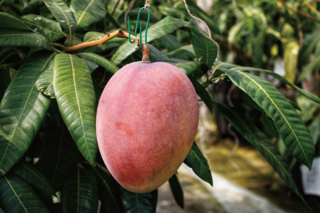 【2026年6月下旬より順次発送】★訳あり★沖縄県豊見城市産アップルマンゴー 約2kg (DJ002)