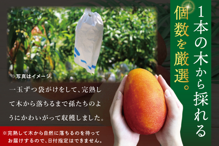 【2026年7月より順次発送】豊見城産マンゴー『殿内之宝(どぅんちのたから)・極』約1kg (DR001)