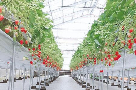 ごろっとイチゴとなめらかプリン (AX003)