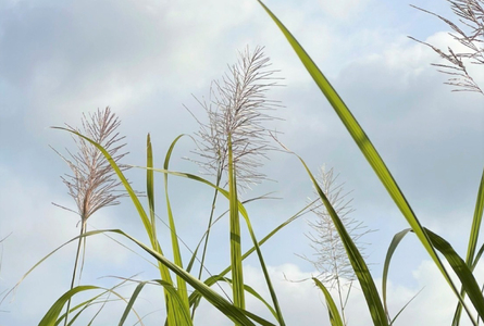 ウージ染め花穂名刺入れ （AI040）