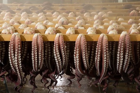 煮たこ足(約1kg×2本)　煮たこ 足 約1kg × 2本 新鮮 大たこ 海産物 海鮮 魚介類 魚貝類 ボイル 独自製法 冷凍 引き締まった やわらかい 刺身 カルパッチョ 唐揚げ 酢の物 たこ焼き アヒージョ 小分け おかず おつまみ お取り寄せ グルメ 国産 北海道 浜中町 送料無料_220303