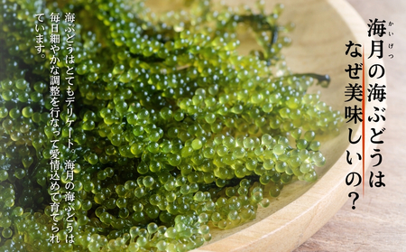 【うるま市産】訳あり海ぶどう 500g(茎付き)