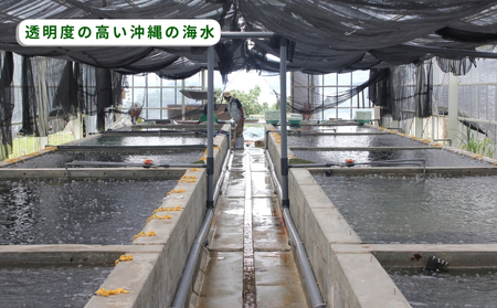 【うるま市産】訳あり海ぶどう 500g(茎付き)