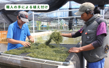 【うるま市産】訳あり海ぶどう 500g(茎付き)