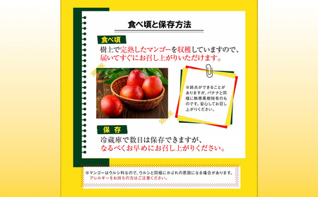 沖縄県 うるま市産 完熟 マンゴー 秀品 800g【2026年発送】