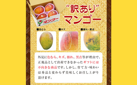 沖縄県 うるま市産 完熟 マンゴー 訳あり品 1.4kg【2026年発送】
