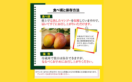 沖縄県 うるま市産 完熟 マンゴー 訳あり品 1.4kg【2026年発送】