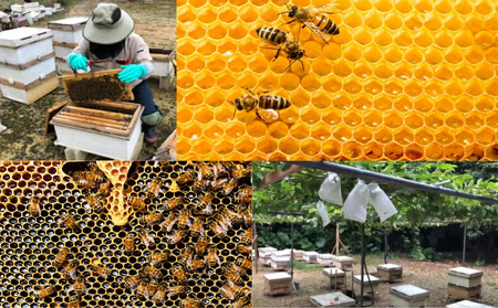 うるま市で採れた「サシ草はちみつ」500g×2本セット