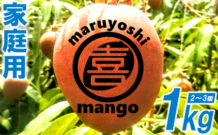 うるま市産「家庭用」マンゴー1kg まるよしマンゴー農園【2022年発送】