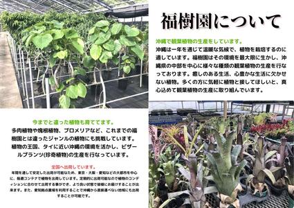 沖縄の観葉植物 人気のフィカス フランスゴム7号 角鉢