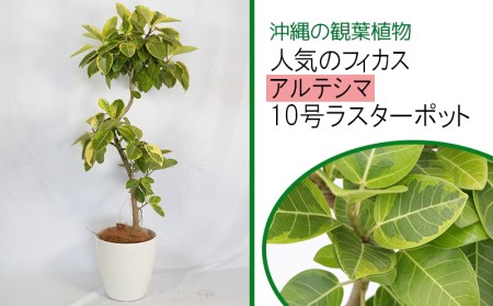 沖縄の観葉植物 人気のフィカス アルテシマ 10号 ラスターポット A1004 沖縄県うるま市 ふるさと納税サイト ふるなび