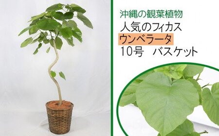 沖縄の観葉植物 人気のフィカス ウンベラータ 10号 バスケット A1055 沖縄県うるま市 ふるさと納税サイト ふるなび