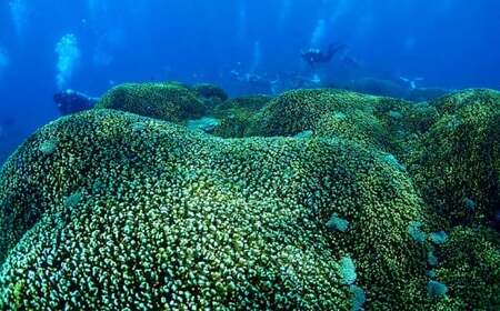 沖縄東海岸「うるまバリアリーフ」で2ボートダイビング（1名様）