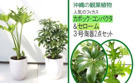 沖縄の観葉植物 カポック コンパクタ セローム 陶器2点セット 沖縄県うるま市 ふるさと納税サイト ふるなび