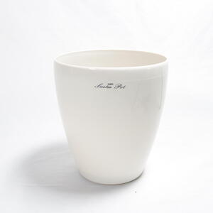 沖縄の観葉植物 人気のフィカスス フランスゴム6号 ラスターポット