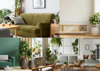 沖縄の観葉植物 人気のフィカスス フランスゴム6号 ラスターポット