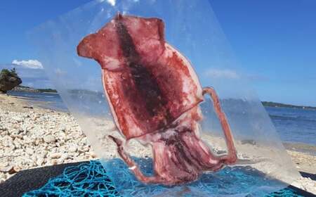 【嘉保水産】うるま市勝連の海の恵みセット【もずく・トビイカの一夜干し・もずく佃煮】