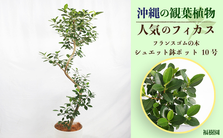 沖縄の観葉植物 人気のフィカス フランスゴム10号 シュエット鉢ポット | 沖縄県うるま市 | ふるさと納税サイト「ふるなび」