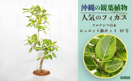 沖縄の観葉植物 人気のフィカス アルテシマ10号 シュエット鉢ポット | 沖縄県うるま市 | ふるさと納税サイト「ふるなび」