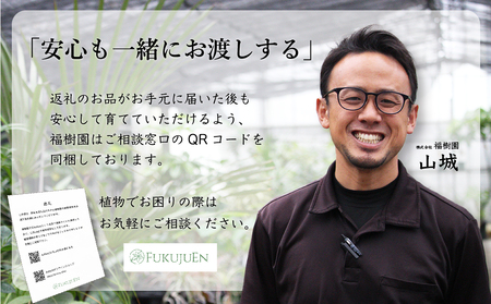 沖縄の観葉植物 人気のフィカス ベンガレンシス6号 ラスターポット