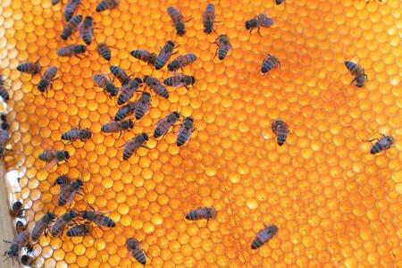 【早期受付】令和7年発送『宮古島産はちみつ』（150g）（HJ004）