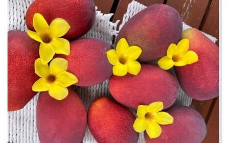 【2026年先行予約】【檬果家】【定期便】マンゴー好き必見!最強コンビ食べ比べ【アーウィン&夏小紅】(HZ002)