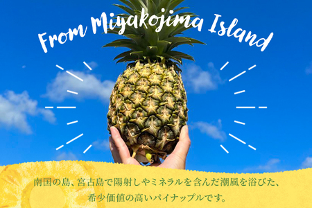 《先行予約2026年発送》宮古島産ピーチパイン２～３玉（２kg相当）【KONAパイン】｜無農薬 ピーチパイン フルーツ パイナップル パインアップル 果物 人気 おすすめ 宮古島 沖縄 送料無料(HL001)