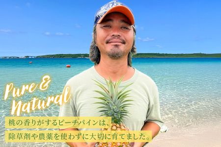 《先行予約2026年発送》宮古島産ピーチパイン２～３玉（２kg相当）【KONAパイン】｜無農薬 ピーチパイン フルーツ パイナップル パインアップル 果物 人気 おすすめ 宮古島 沖縄 送料無料(HL001)