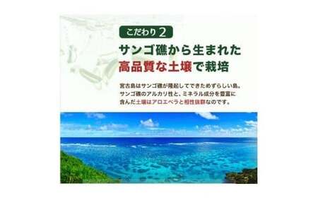 アロエベラ 苗 2株 沖縄・宮古島産｜有機JAS 観葉植物