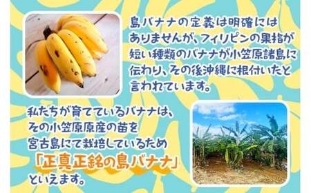 宮古島産バナナ1kg【（株）フラモン】（JH007）
