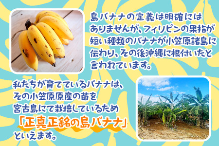 〈沖縄県産バナナコスパ最強〉沖縄県産 ブラジル種バナナＢ品 約10kg【常温便① 沖縄県産バナナコスパ最強〉ブラジル種バナナB品 約1kg