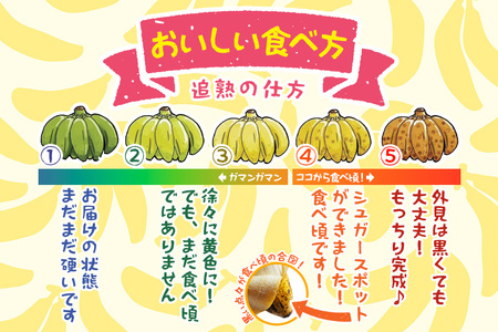 葵&#39;s shop 　沖縄産カニステル、島バナナ、ゴーヤのセット JH009 宮古島産バナナ（1㎏×定期便3回）【（株）フラモン