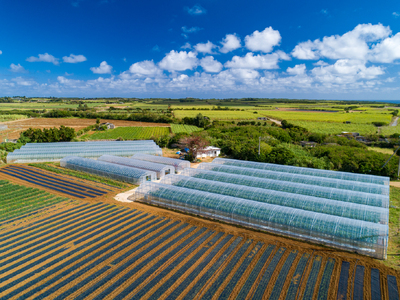 JC004【8farm】宮古島産てぃだメロン2玉（3.8kg以上）《12月～1月発送》