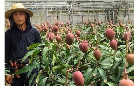 ＜先行予約2026年発送＞宮古島産“完熟アーウィンマンゴー”《贈答用》4kg【福来多まつばらマンゴー園】（MF03）