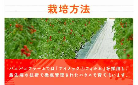 宮古島産 トマト 【プチぷよ】 約800g 糖度平均12度(PN02)